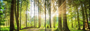 Sichtschutz DECO-LINE "Wald" 1,8m x 5m Breite