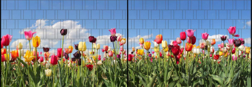 Sichtschutz DECO-LINE "Tulpen" 1,8m x 5m Breite