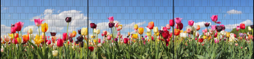 Sichtschutz DECO-LINE "Tulpen" 1,8m x 7,5m Breite