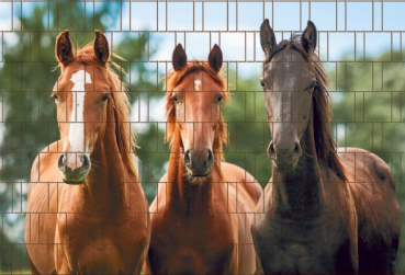 Sichtschutz DECO-LINE "Pferde"